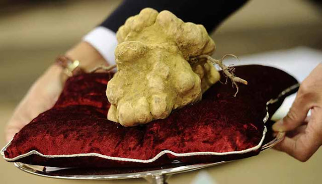 Italian white Alba truffle, Most Expensive Foods, Expensive Foods