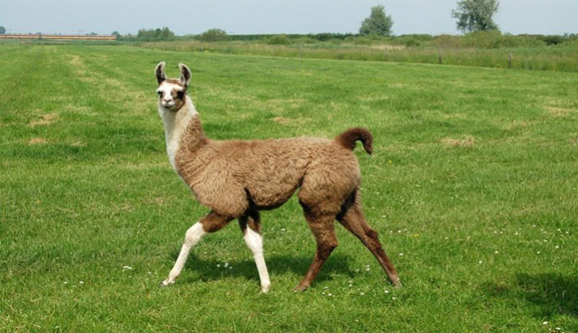 Llama