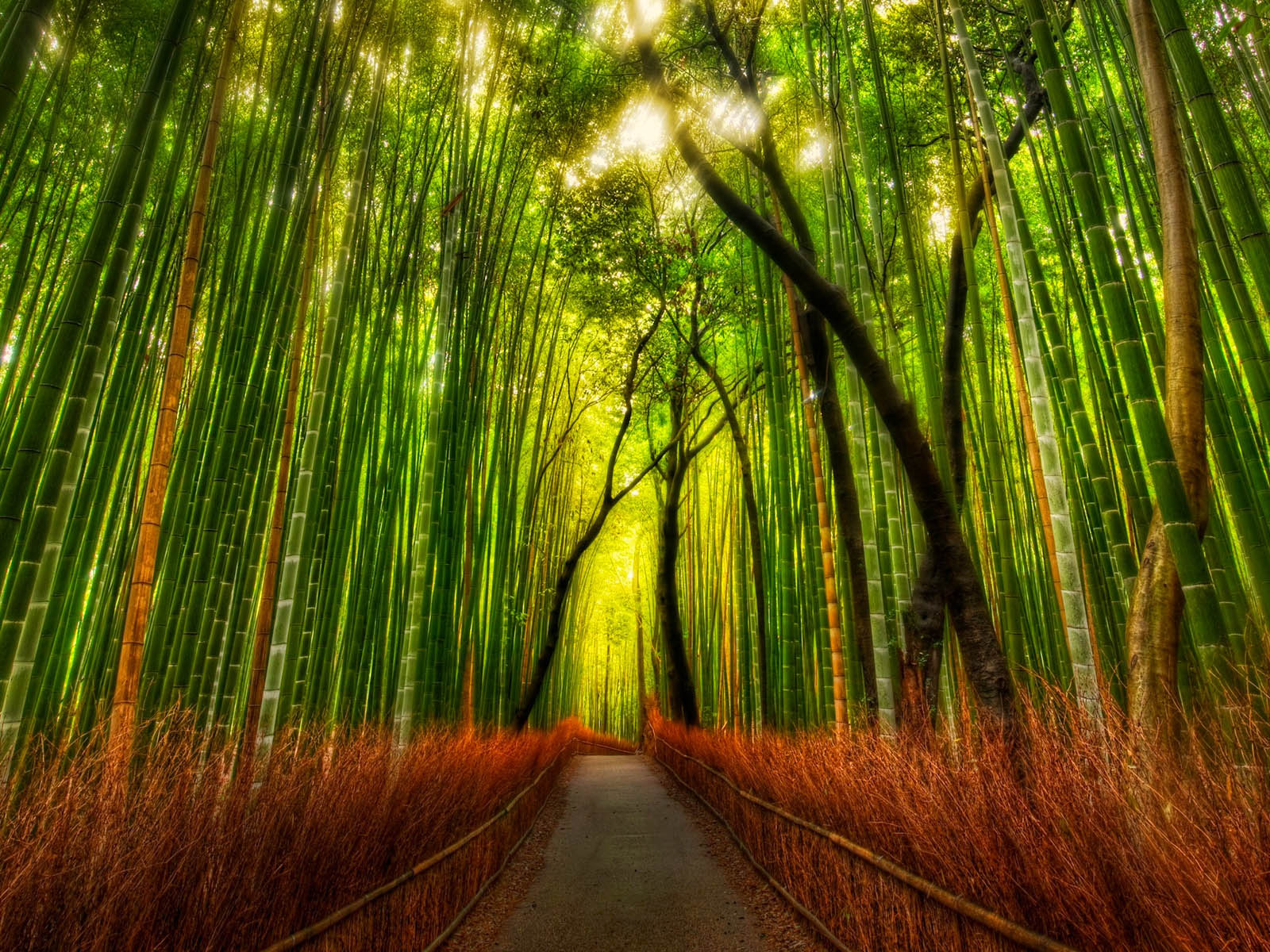 ://www.picstopin.com/1360/bamboo-forest-wallpaper-nature-wallpapers ...