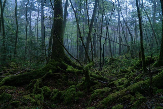 Aokigahara, floresta do suicídio