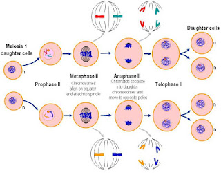  materi  Proses Pembelahan Sel (Amitosis, Mitosis, & Meiosis)