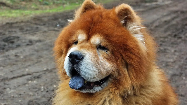 Chow Chow