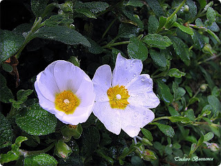 fiori e foglie di cistus salvifolius