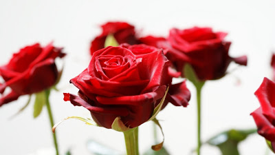11. Red Rose Gift On Valentines Day 2014