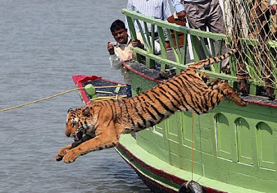 Koleksi Foto Harimau