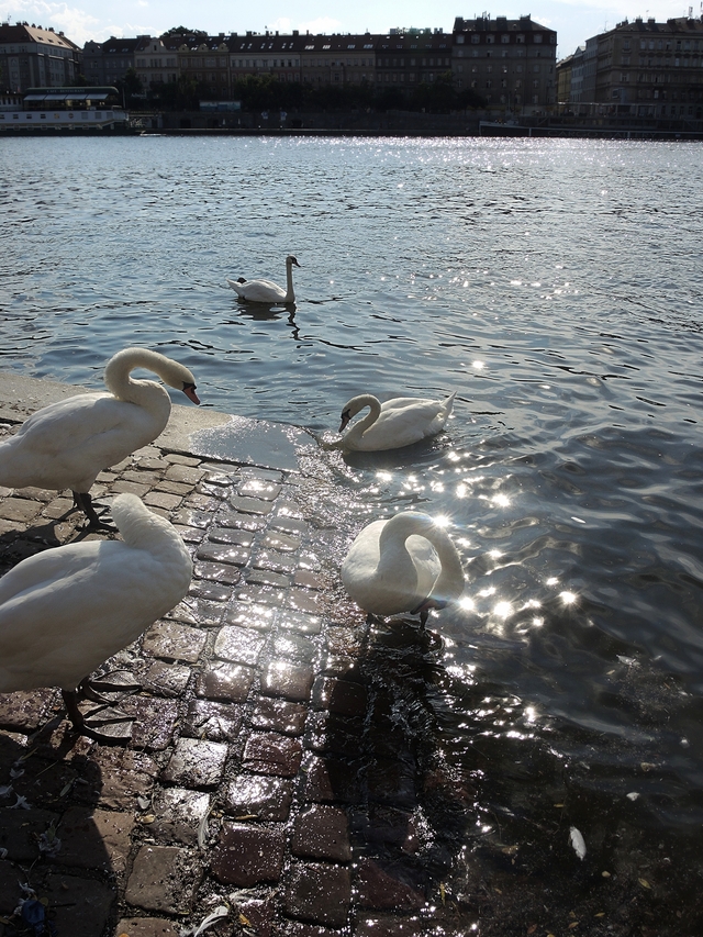 Praag: aan de rivier