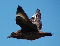 Great Skua