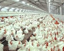 Bahaya mengkonsumsi Ayam Tiren, Ayam Berformalin dan Ayam Suntik