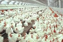Mengenal Ciri-Ciri Ayam Tiren, Ayam Berformalin dan Ayam Suntik dan penyebab penyakit pada ternak ayam atau unggas