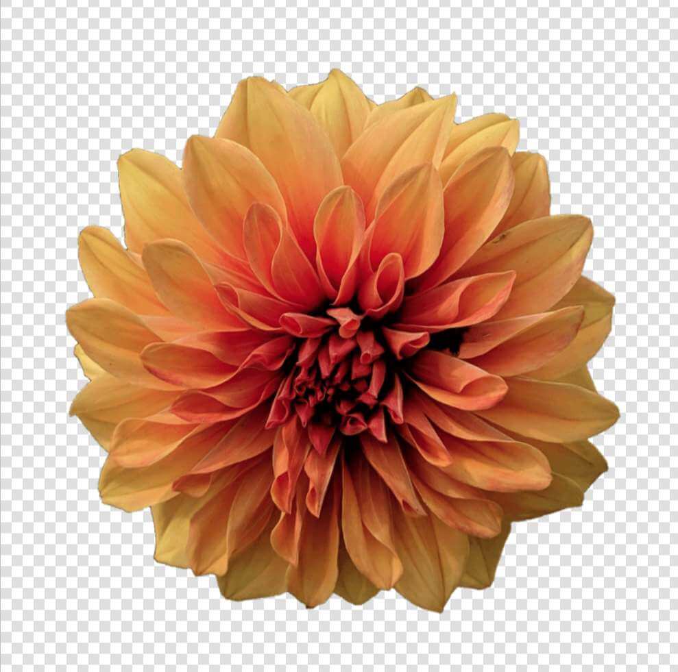 Dahlia flower png