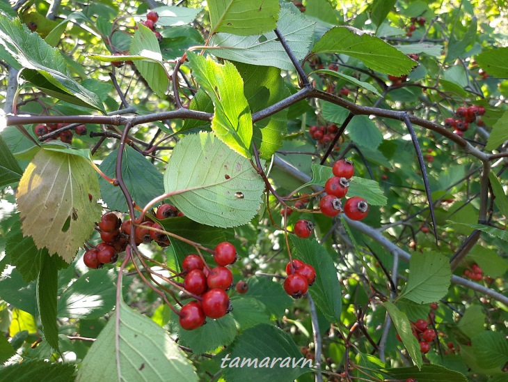 Боярышник крупноколючковый (Crataegus macracantha)