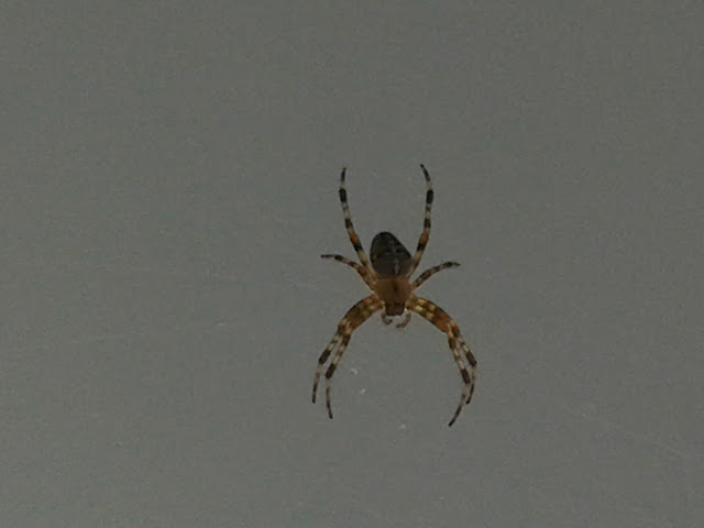 örümcek, spinne,spider