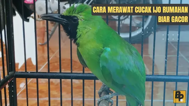 Cara Merawat Cucak Ijo Rumahan Biar Gacor