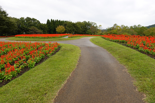 鳥取県西伯郡南部町鶴田　とっとり花回廊　花の丘