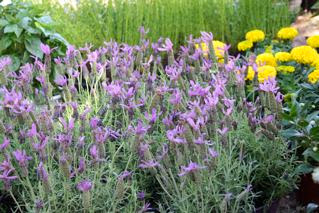 Lavandula stoechas