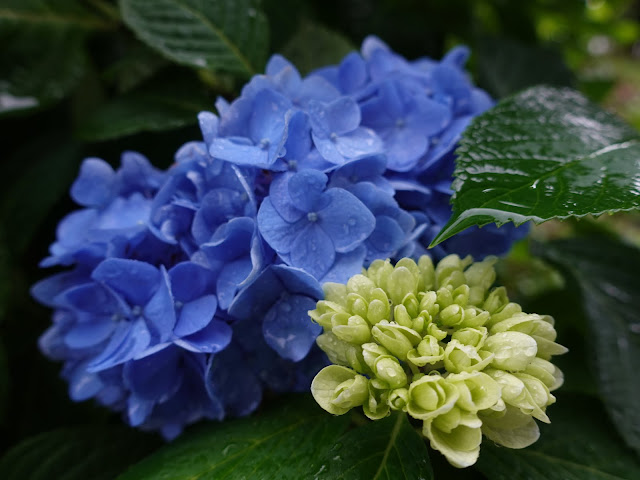 鳥取県米子市尾高　あじさい園　アジサイ（紫陽花）