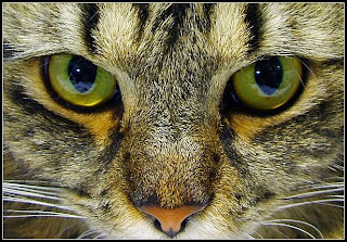 Grace Elliot blog Cat s  Eyes  Seeing is Believing 