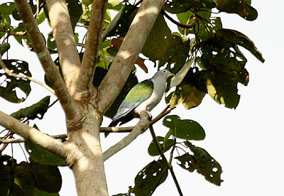 Foto burung pergam mata putih