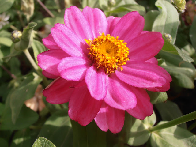 ZINIA: Zinnia elegans