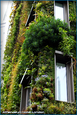 The Plant Wall Hotel; Athenaeum Hotel London