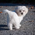 10 Best White Small Dog Breeds