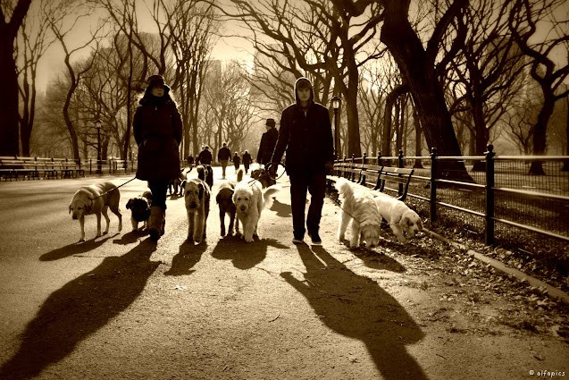 Dog sitter a Central park-New York