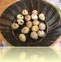 DSCN5531