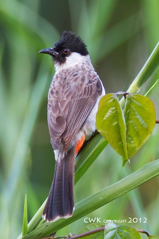 Tips Burung Cara membedakan burung kutilang jantan dan betina