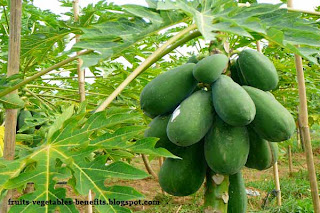 health_benefits_of_eating_papaya_fruits-vegetables-benefits.blogspot.com(4)