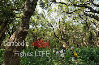 Cambodia Fish Life シェムリアップ淡水魚研究所srf Labo 虫トラップ設置