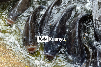 ikan nila keramba keuntungan dan kendalanya