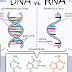 30 Differences between DNA and RNA (DNA vs RNA)