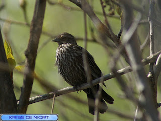 Carouge à épaulettes - Agelaius phoeniceus