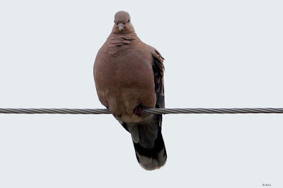 "An Oriental Turtle-Dove (Streptopelia orientalis), a rare sight, perches gracefully on a cable. Its velvety brown plumage and distinguishing patterns are evident, bringing a touch of elegance to the village environment."