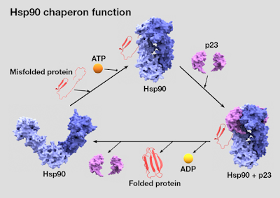 http://pdbj.org/eprots/index_en.cgi?PDB%3A3C7N