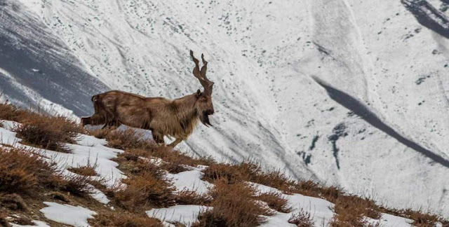 Which animal is the national animal of Pakistan?