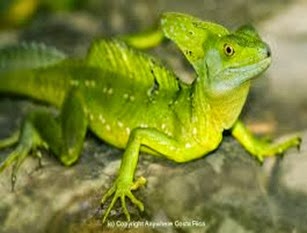 Amazing Pictures of Animals, Photo, Nature, Incredibel, Funny, Zoo, Common basilisk, Basiliscus basiliscus, Reptil, Alex (13)