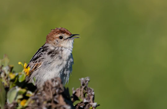 Levaillant's Cisticola Copyright Vernon Chalmers Acquiring the original Canon EF 100-400mm f/4.5-5.6L IS USM lens