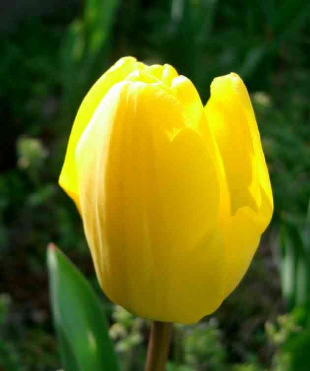 30 Gambar  Bunga Tulip Warna Kuning  Paling Modern Dan Nyaman
