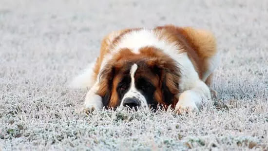 Saint Bernard | Top 10 Cutest Large Dog Breeds