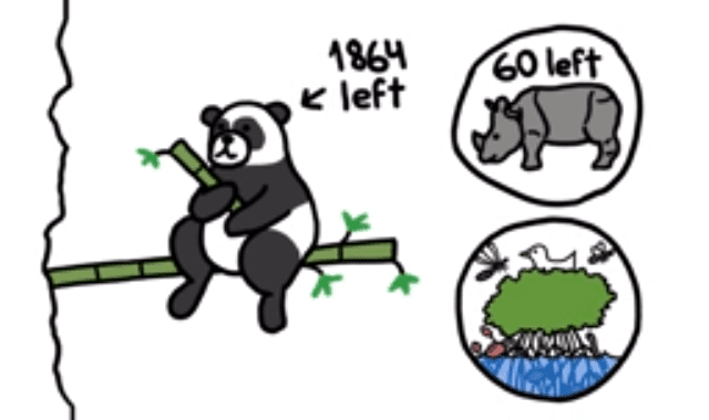 Should We Let Pandas Go Extinct?