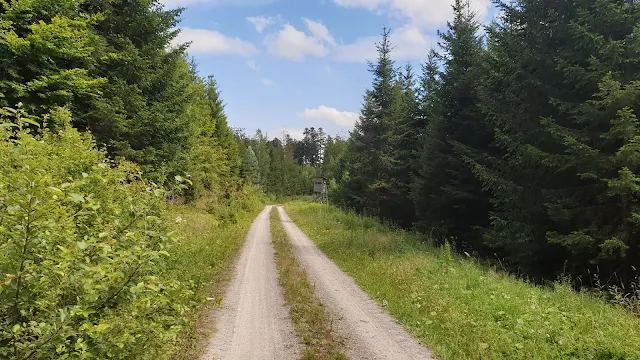 Tannen, Tannen, Tannen, kein Panorama