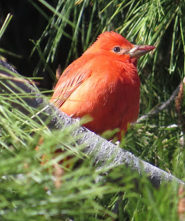 Summer Tanager