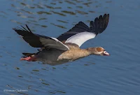 Birds in Flight Photography: Testing EOS iTR AF on the Canon EOS 7D Mark II