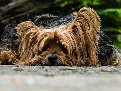 30.000 euros de multa en Madrid a quien abandone un perro