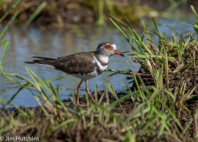 three banded plover africa kenya kicheche maasai