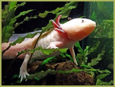 Axolotl, si ikan berkaki yang unik dari Mexico