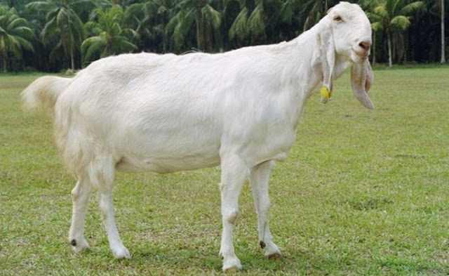 Kambing Betina