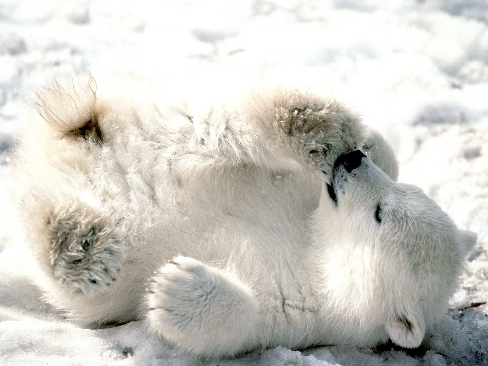 Template of a polar bear