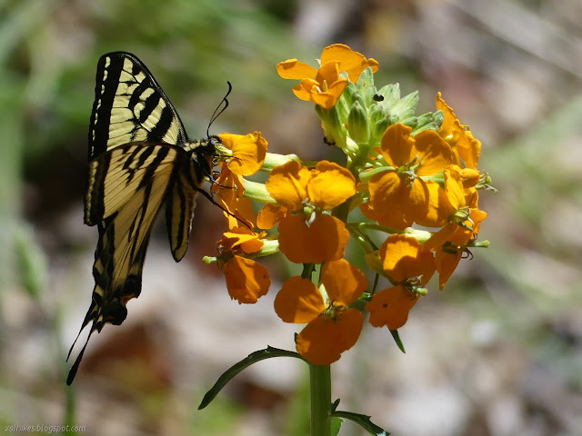 big butterfly on big bunch of flowers